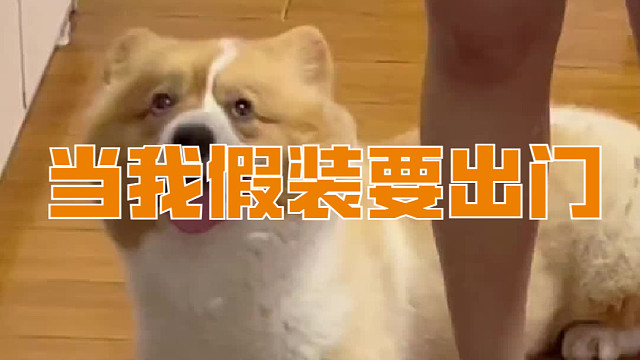 当我假装要出门，小熊狗在想什么