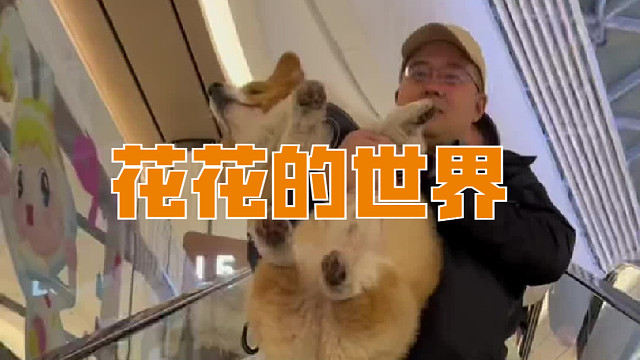 啊，这高高的花花的世界啊