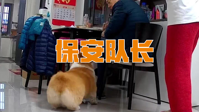 保安队长小包总