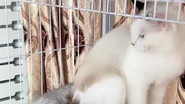 把猫咪关门外会怎样？#猫咪的迷惑行为 #小奶猫的成长日记