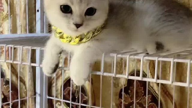 每天与小橙斗智斗勇，今天又是失败的一天。#小奶猫的成长日记 #猫咪的迷惑行为