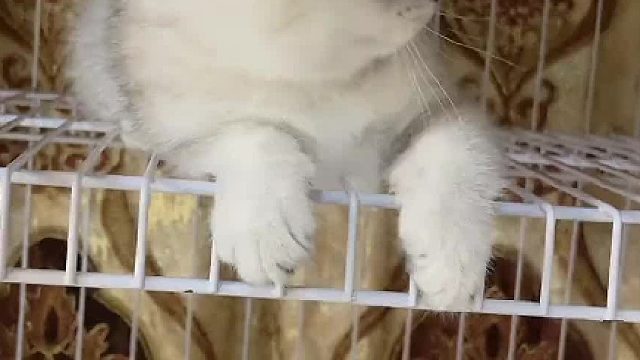 强子现在在家里称王称霸了，连我都不放在眼里。#小奶猫的成长日记 #猫咪的迷惑行为