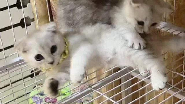 我要是说我当时扎强子的时候特别难过，你们信吗？#喵星人 #被迫营业的猫猫