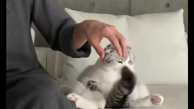 可爱的尾巴，可爱的猫咪