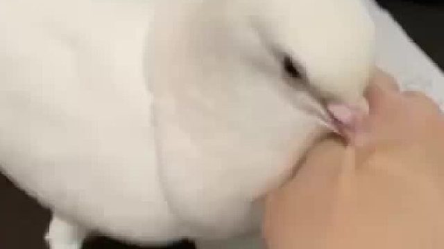 趣闻：日本乡民因为在写信长时间没空搭理鸽子，结果鸽子怒了！赶紧安抚咕咕