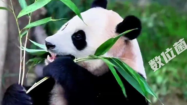 大熊猫“福宝”回到家乡，饲养员深情告别：这样熊生才能幸福！