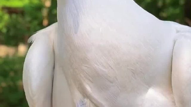 第一次带手养的小鸽子出门#饲养员日常 #萌宠出道计划 #vlog日常 #手养鸟