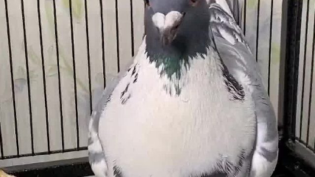 我决定要给鸽子搞计划生育了……#奇妙的动物 #饲养员日常