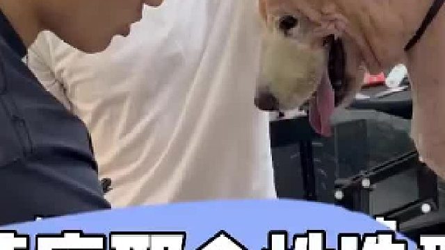 好看的皮囊千篇一律 有趣的灵魂万里挑一 #宠物洗护 #搞笑动物 #萨摩耶