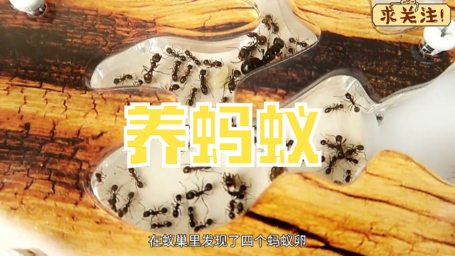沉浸式养蚂蚁，把茶番茄酱和可乐给蚂蚁，结果出乎意料！