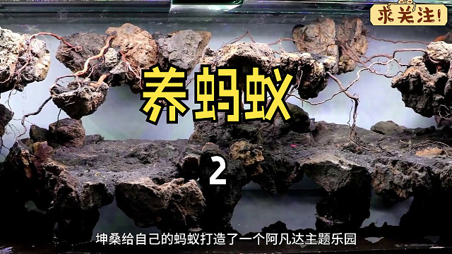 沉浸式养蚂蚁，把蚁后转移到阿凡达悬浮山上，过程太难了