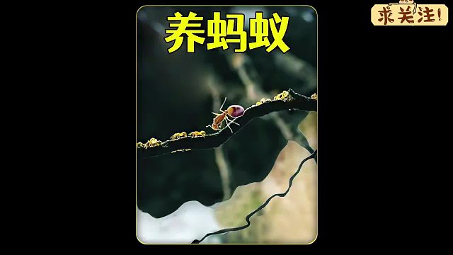 沉浸式养蚂蚁，打造阿凡达样式的悬浮山主题乐园，那真是泰裤辣