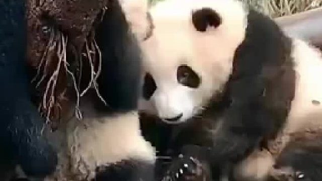 花花打熊姿势一百分