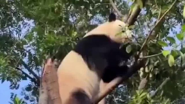 到底是游客下来还是熊猫下来