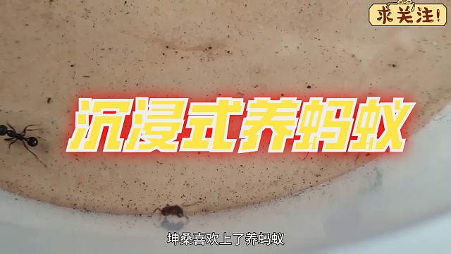 沉浸式养蚂蚁，用石膏打造一个蚂蚁主题乐园，蚂蚁们会喜欢吗？