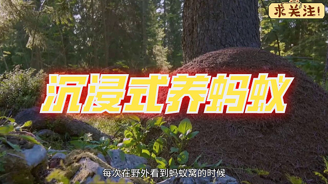 沉浸式养蚂蚁，用鱼缸和石膏打造一个沙漠蚁巢，太好玩太有趣了