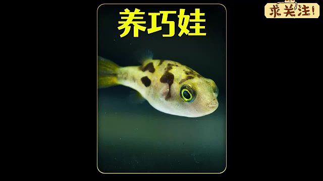 沉浸式养巧克力娃娃，喜欢吃螺的迷你小河豚，太可爱太有趣了