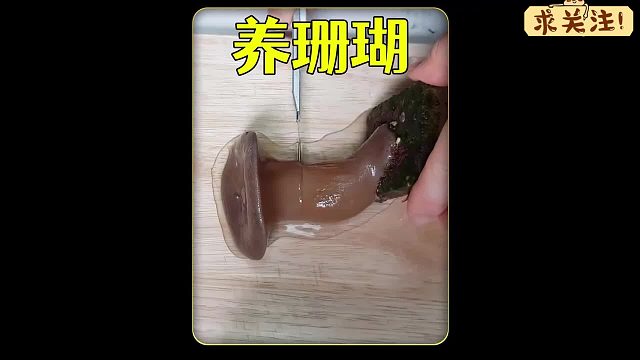 沉浸式养珊瑚，给珊瑚做手术一个变成两个，太解压太神奇了