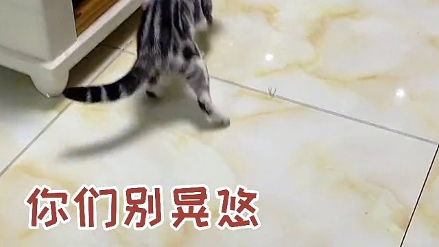 给橙子都转蒙圈啦，最后矮脚跑起来给我自己都笑够呛。#猫咪的迷惑行为 #萌宠出道计划