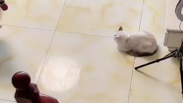 这是一个悲伤的故事，我很难过。#猫咪的迷惑行为