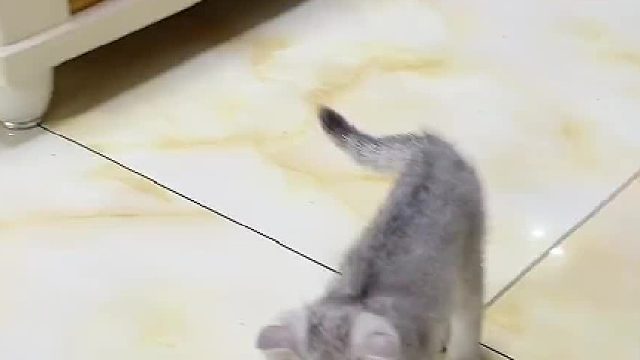 知道什么叫嘎巴上面了吗？大家自行脑补吧。#喵星人 #猫咪的迷惑行为