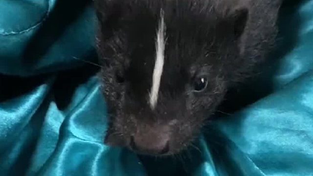 咱就是说…真的有人会把臭鼬当宠物吗？#萌宠成长记 #动物趣事 #饲养员日常