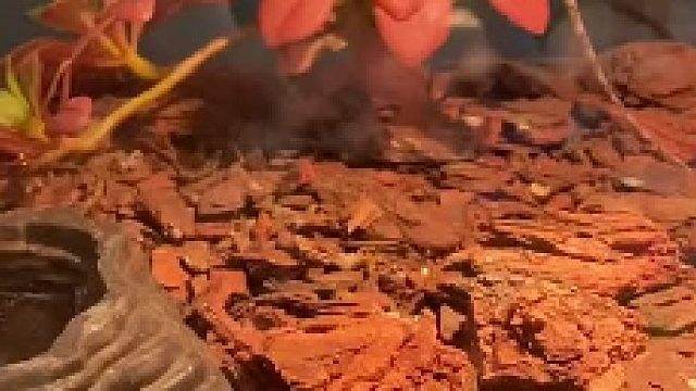 #西班牙睡鼠 这个太迷你了，太可爱了，唧唧歪歪的