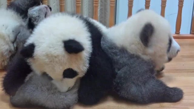 快来看看呀，小熊猫被欺负啦