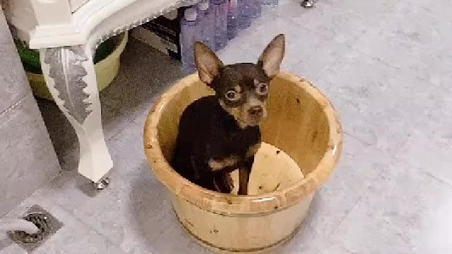 它最近爱上了洗脚盆