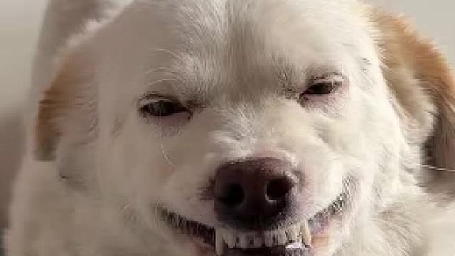 梨花哪有小狗香