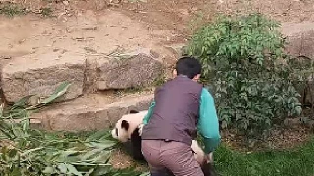 宋爷爷收猫可太难了