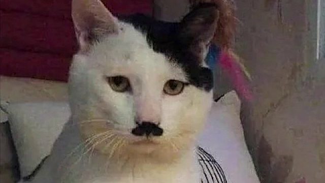 它虽然什么都没说，但又好像什么都说了