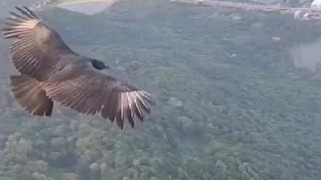 老鹰认为只要能和他飞的一样高就值得信任