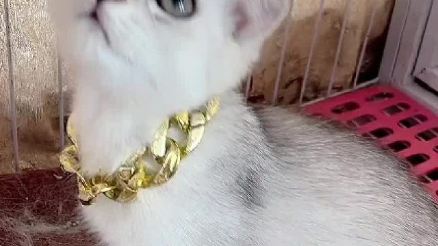 大家都有同样的困惑吗？#喵星人 #猫咪的迷惑行为