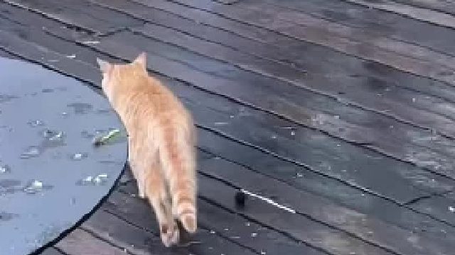 学猫叫，真的把猫叫过来了哈哈哈