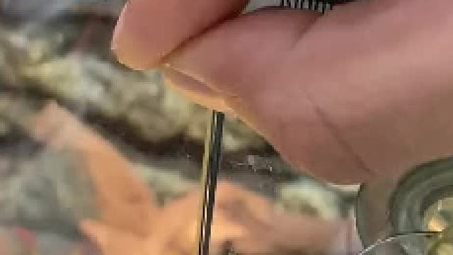 班帆心里想：要不是嘴里有个苹果，你倒霉了…… #奇幻森林 #爬宠