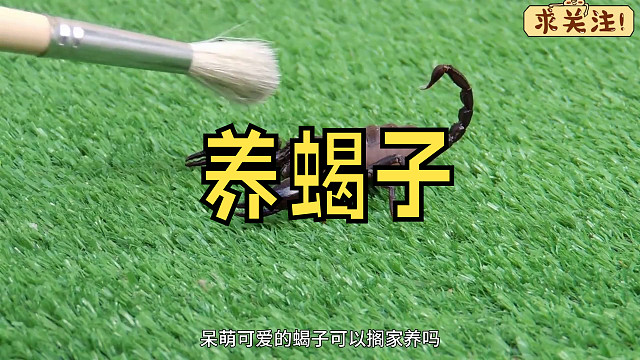 沉浸式养蝎子，把宠物蝎子当龙虾养，能力让人难以置信