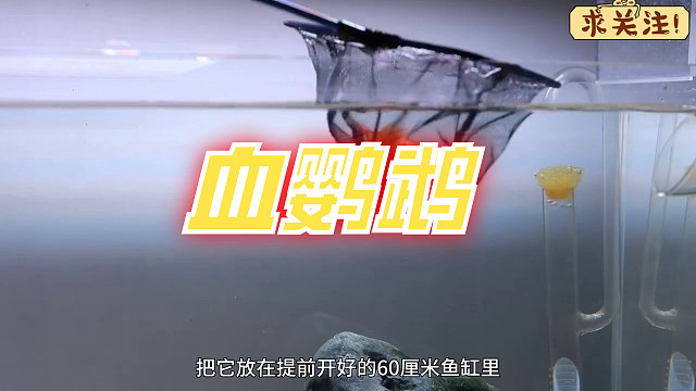 沉浸式养血鹦鹉，历经半年养一只会笑的人造鱼，过程有点坎坷