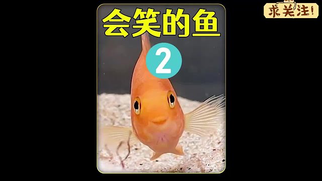 沉浸式养血鹦鹉，用马戏团的方式让小鱼钻圈，还找了个机器女友