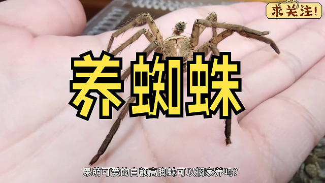 沉浸式养蜘蛛，在野外抓到一只白额高脚蛛饲养起来，太好玩太有趣