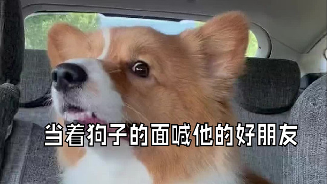 当着狗子的面喊他的好朋友，能听懂吗？