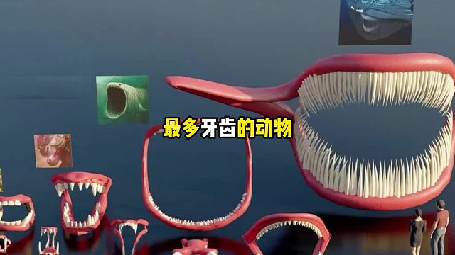 你知道最多牙齿的动物多吓人吗