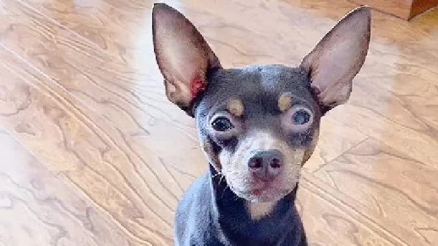 这次铲屎的不会被撵出家门了吧