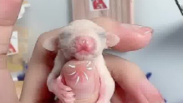 顾客定的纯白妹妹，盼星星盼月亮终于盼来了