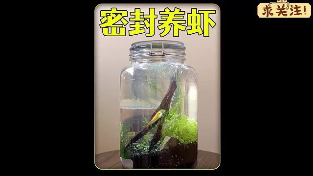 打造一个生态密封罐，里面养一只虾，一年后结果悲剧了