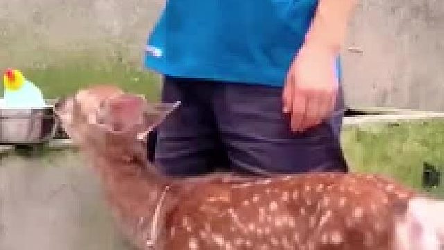 饲养员给小鹿喂食的一幕，原来小鹿真的会乱撞