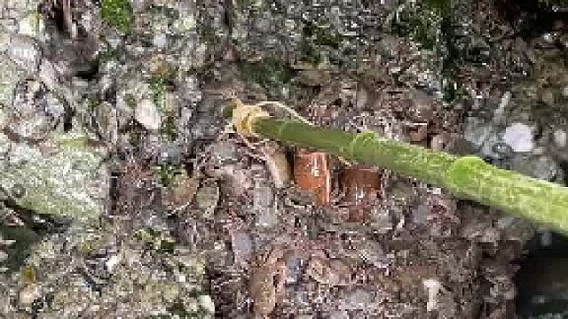 钓螃蟹 这也太好玩了吧