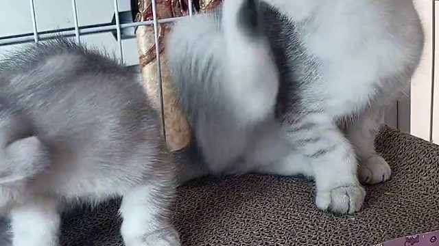 你们说能孵出小鸡吗？我感觉能。#喵星人