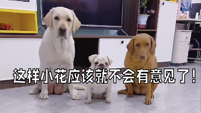 这样小花应该就不会有意见了！