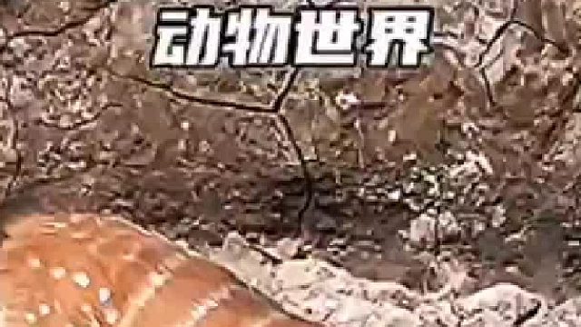 雄狮报复